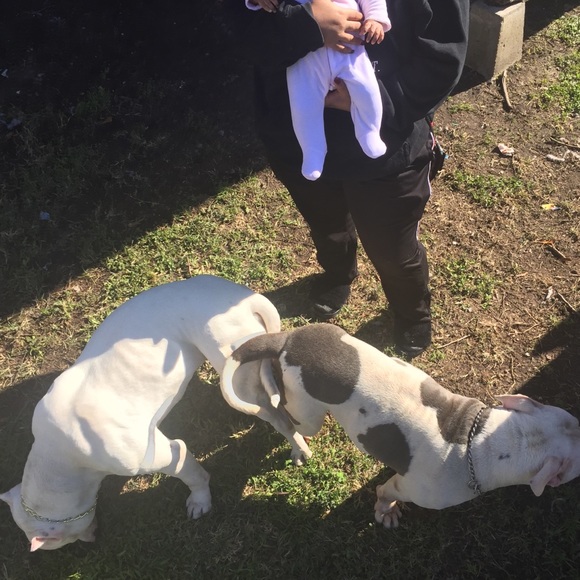 Meet your Posher, Aaliyah - Picture 1 of 1